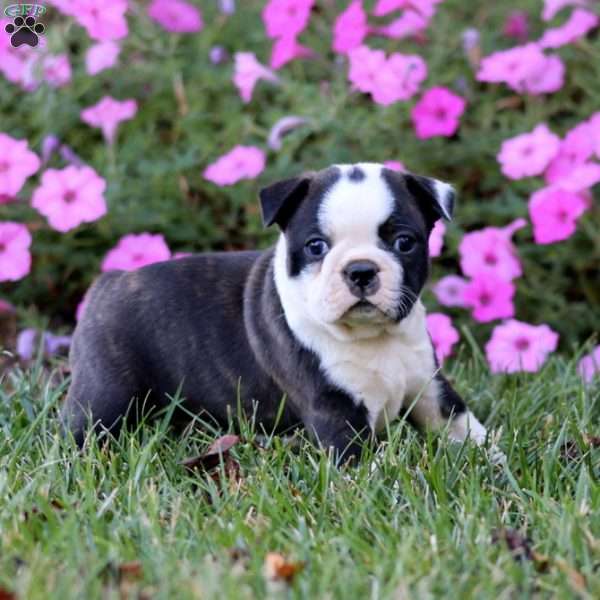 Ron, Boston Terrier Puppy
