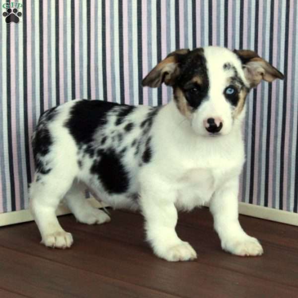 Ronald, Pembroke Welsh Corgi Puppy