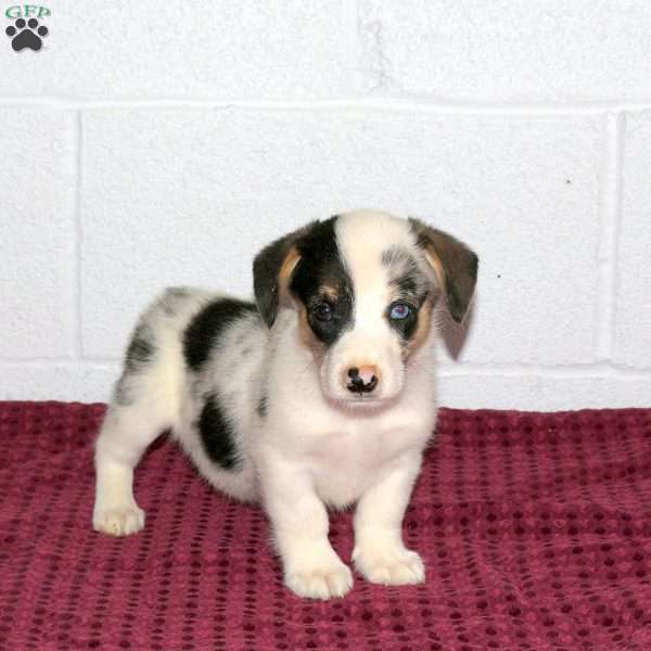 Ronald, Pembroke Welsh Corgi Puppy