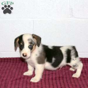 Ronald, Pembroke Welsh Corgi Puppy