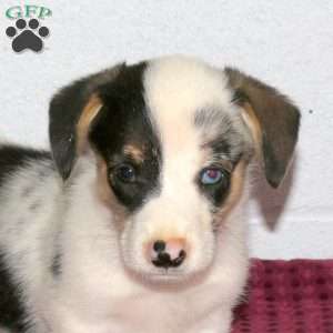Ronald, Pembroke Welsh Corgi Puppy