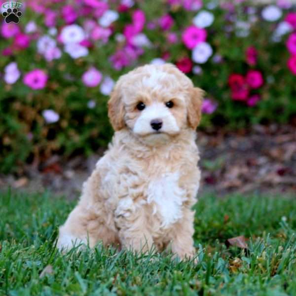 Rookie, Cockapoo Puppy
