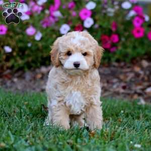 Rookie, Cockapoo Puppy