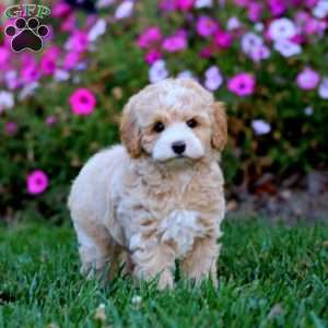 Rookie, Cockapoo Puppy