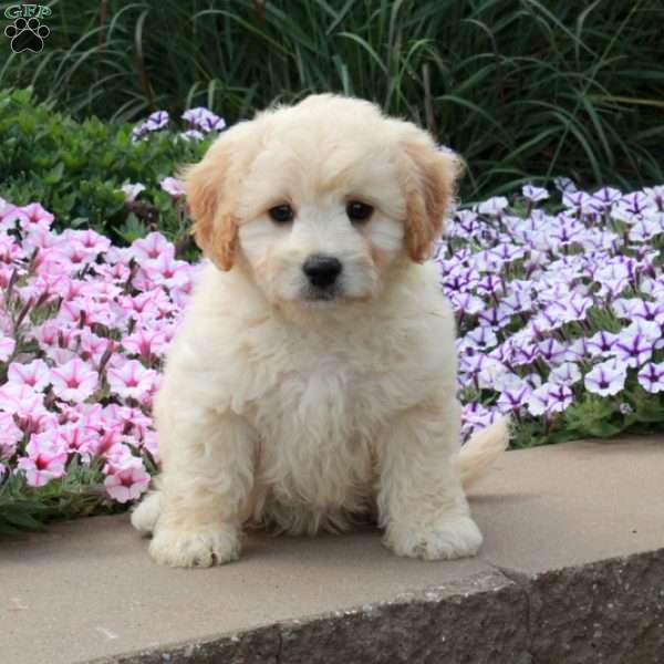 Rooney, Bich-Poo Puppy