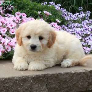 Rooney, Bich-Poo Puppy