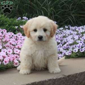 Rooney, Bich-Poo Puppy