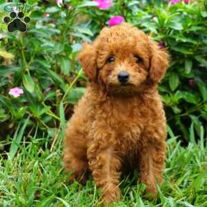 Rory, Miniature Poodle Puppy