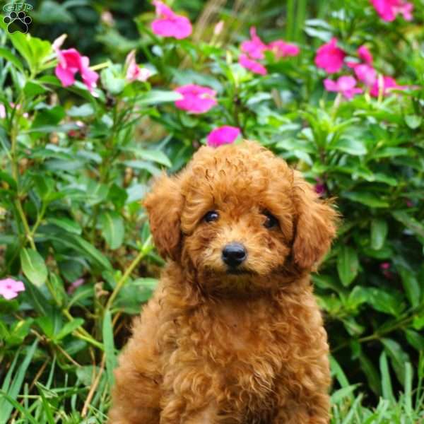 Rory, Miniature Poodle Puppy