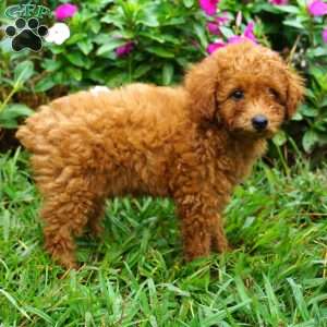 Rory, Miniature Poodle Puppy