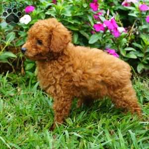 Rory, Miniature Poodle Puppy