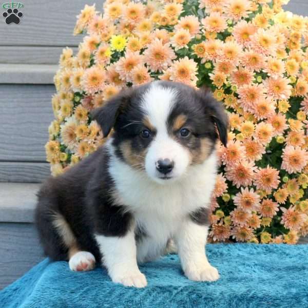 Rosa, Australian Shepherd Puppy