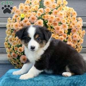 Rosa, Australian Shepherd Puppy