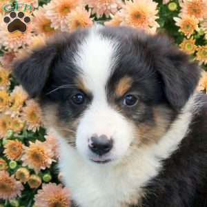 Rosa, Australian Shepherd Puppy