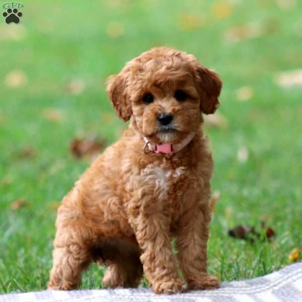 Rosa, Goldendoodle Puppy