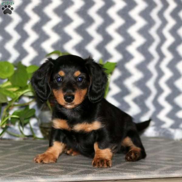 Rosa – Mini, Dachshund Puppy