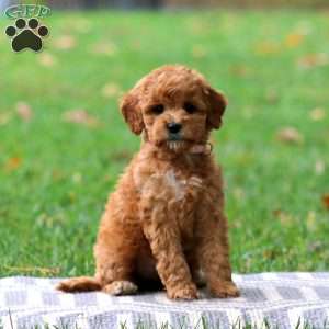 Rosa, Goldendoodle Puppy
