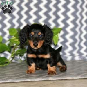Rosa – Mini, Dachshund Puppy