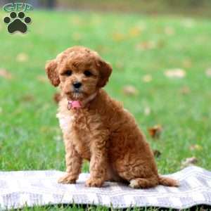 Rosa, Goldendoodle Puppy