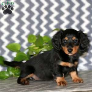Rosa – Mini, Dachshund Puppy