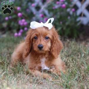 Rose, Cavapoo Puppy