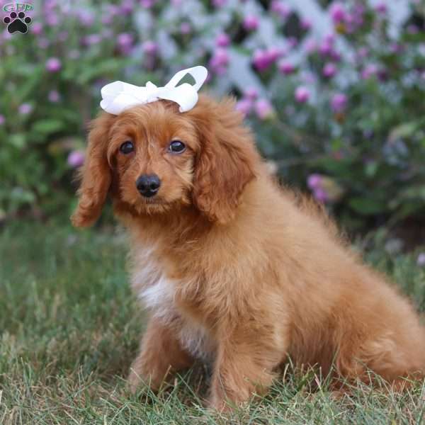 Rose, Cavapoo Puppy