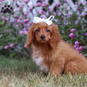 Rose, Cavapoo Puppy