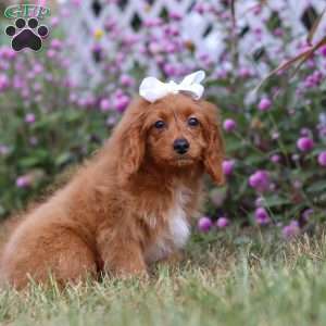 Rose, Cavapoo Puppy