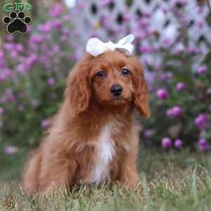 Rose, Cavapoo Puppy