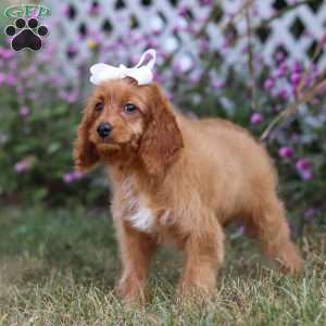Rose, Cavapoo Puppy