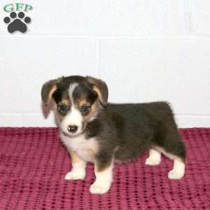 Rose, Pembroke Welsh Corgi Puppy
