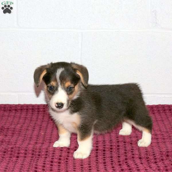 Rose, Pembroke Welsh Corgi Puppy