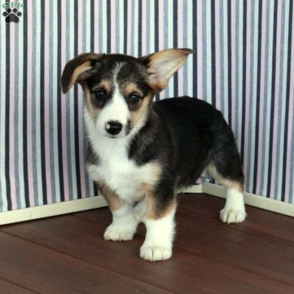 Rose, Pembroke Welsh Corgi Puppy