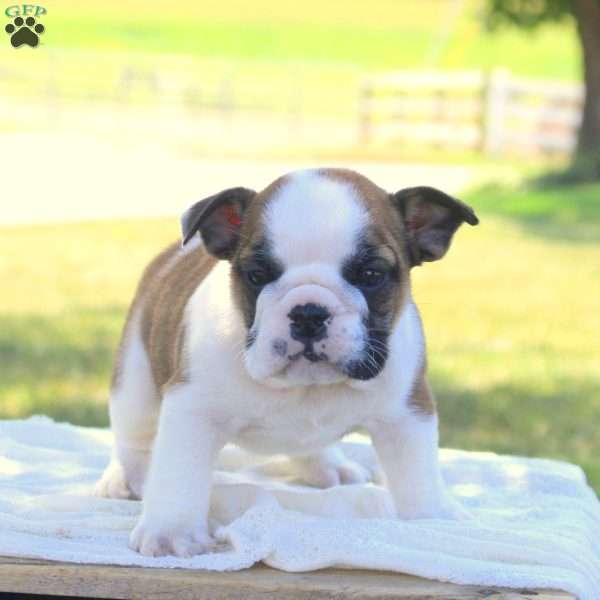 Rose, English Bulldog Puppy
