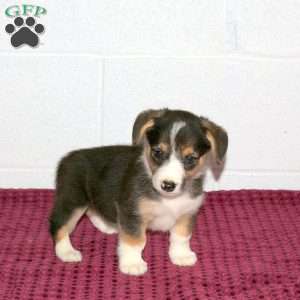 Rose, Pembroke Welsh Corgi Puppy