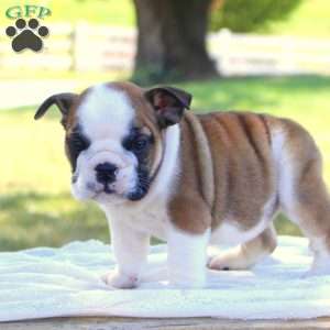 Rose, English Bulldog Puppy