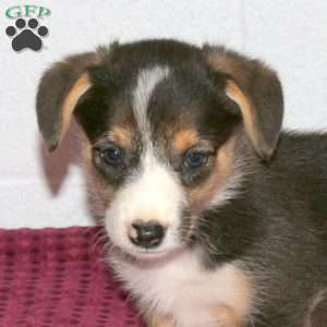 Rose, Pembroke Welsh Corgi Puppy