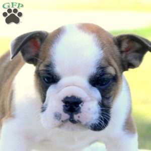 Rose, English Bulldog Puppy