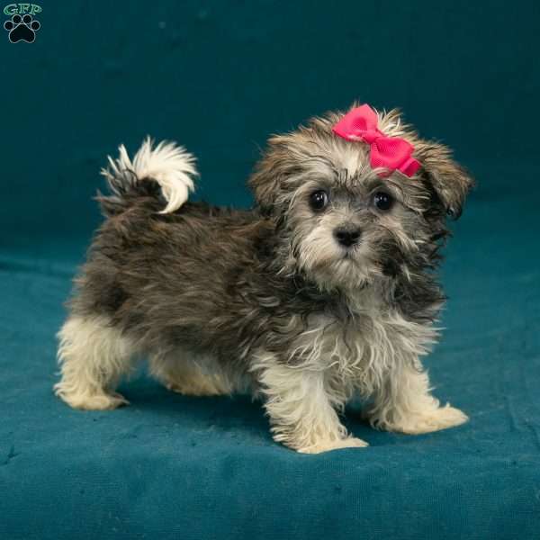 Rose, Havanese Puppy