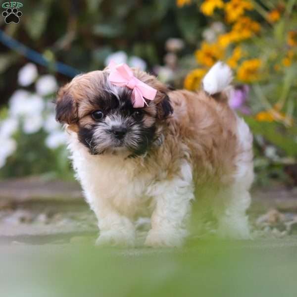 Rosie, Shih Tzu Puppy