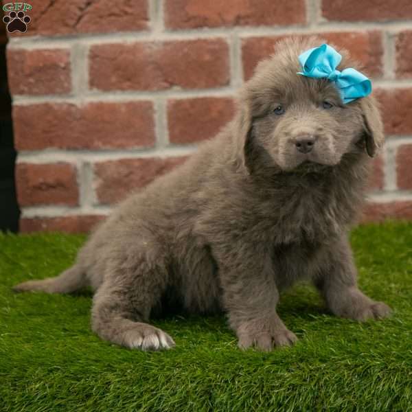 Rosie, Newfoundland Puppy