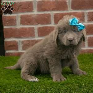 Rosie, Newfoundland Puppy