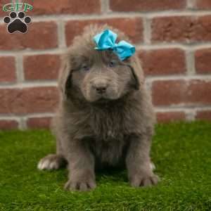 Rosie, Newfoundland Puppy