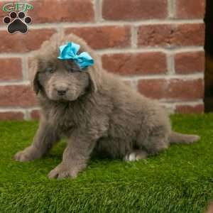 Rosie, Newfoundland Puppy
