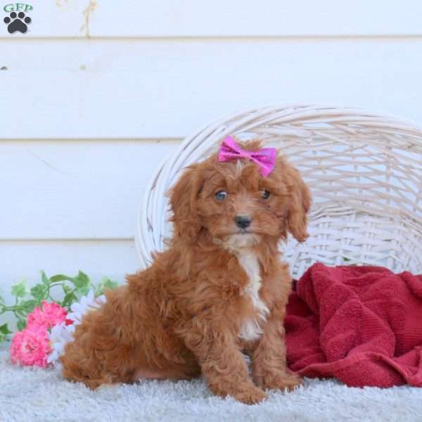 Rosie, Cavapoo Puppy