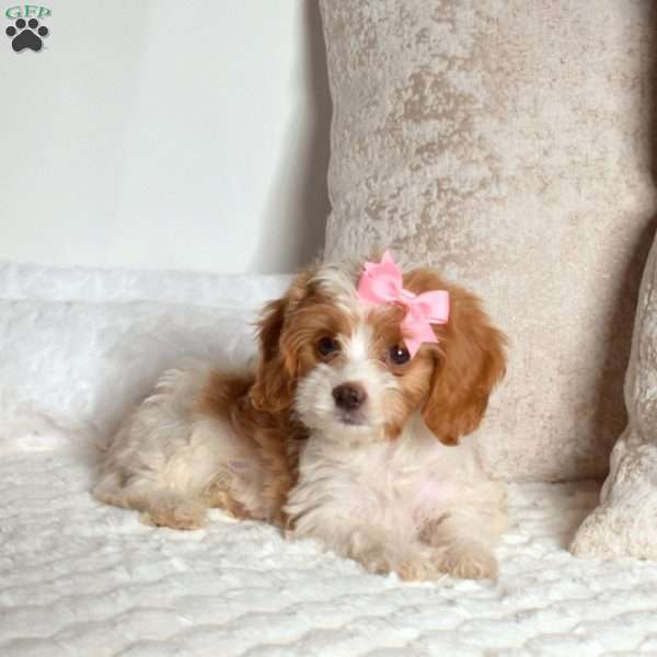 Rosie, Cavapoo Puppy