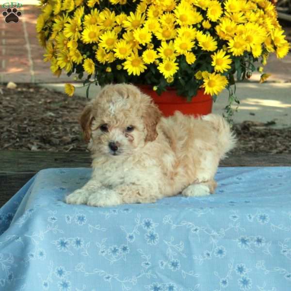 Rosie, Miniature Poodle Puppy