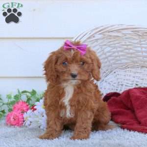 Rosie, Cavapoo Puppy