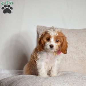 Rosie, Cavapoo Puppy