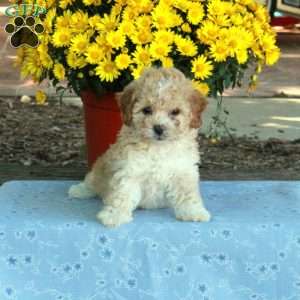 Rosie, Miniature Poodle Puppy